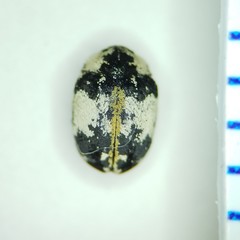 Anthrenus thoracicus