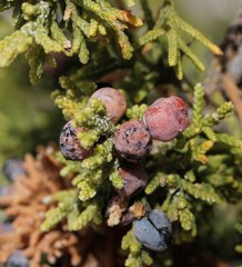 Juniperus coahuilensis