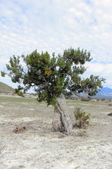 Juniperus coahuilensis