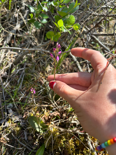 Small Round-leaved Orchid