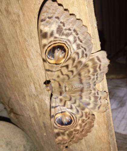 Common Owl Moth