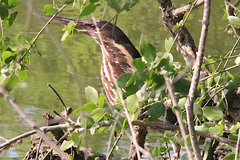 Ixobrychus flavicollis