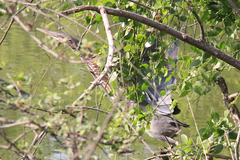 Ixobrychus flavicollis