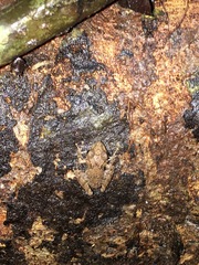 Pristimantis caryophyllaceus