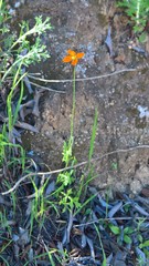 Papaver californicum