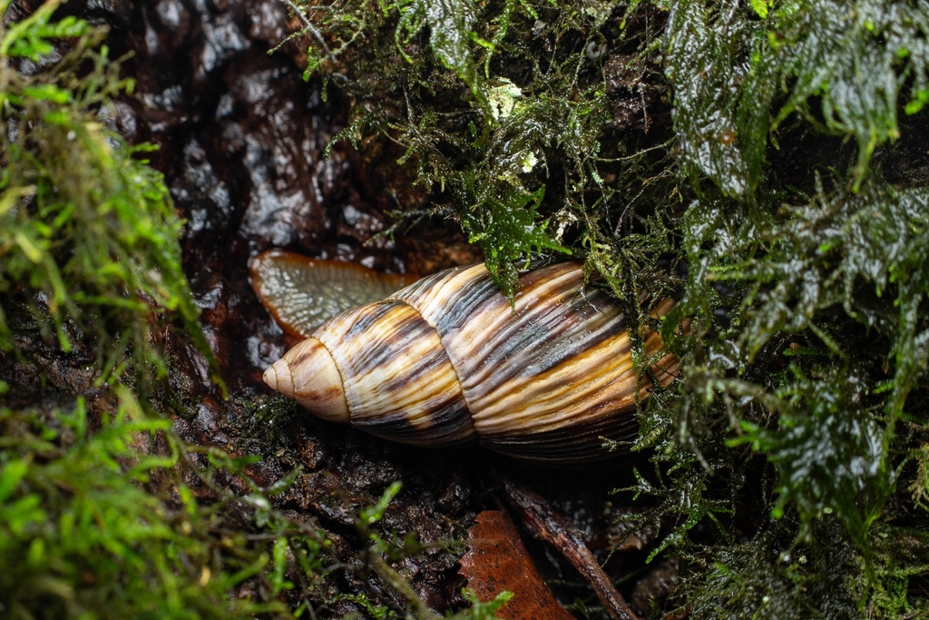Plectostylus peruvianus