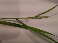 Carex grisea