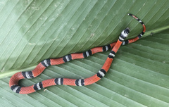 Erythrolamprus bizona