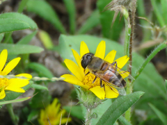 Phytomia incisa