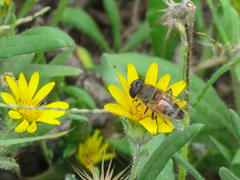 Phytomia incisa