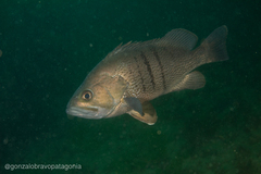 Acanthistius patachonicus