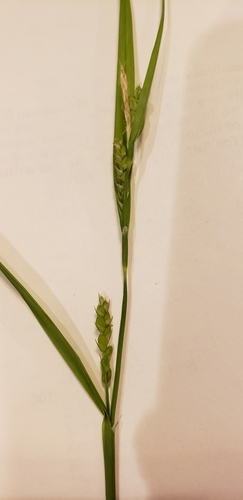 Image of Flat-Spiked Sedge (Carex planispicata) by (c) Jennifer Harris, some rights reserved (CC BY)