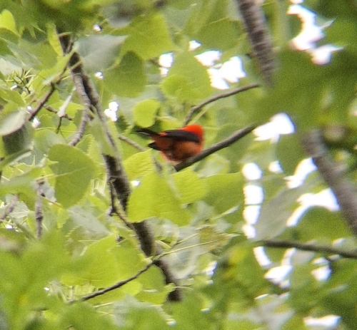 Scarlet Tanager