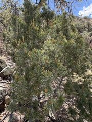 (c) Daniel McNair, some rights reserved (CC BY) Pinus discolor, photograph (c) Daniel McNair, some rights reserved (CC BY)