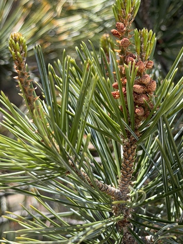 Pinus discolor