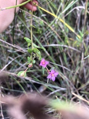 Boronia parviflora