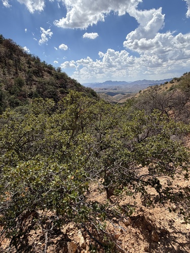 Quercus toumeyi, photograph 3