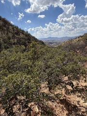 Quercus toumeyi, photograph (c) Daniel McNair, some rights reserved (CC BY)