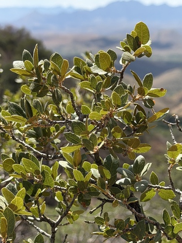 Quercus toumeyi, photograph 2