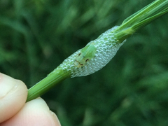 Lepyronia quadrangularis