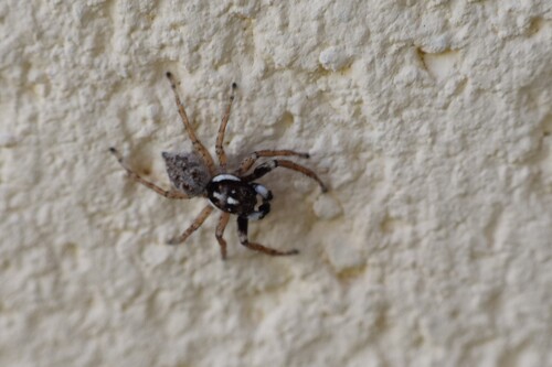 Half-edged Wall Jumping Spider