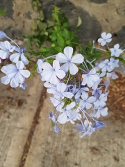 Plumbago auriculata