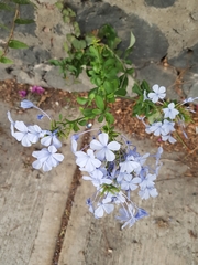 Plumbago auriculata
