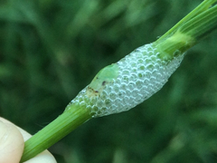 Lepyronia quadrangularis