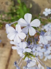 Plumbago auriculata
