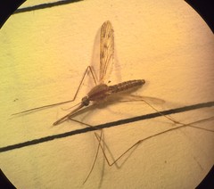 Anopheles freeborni