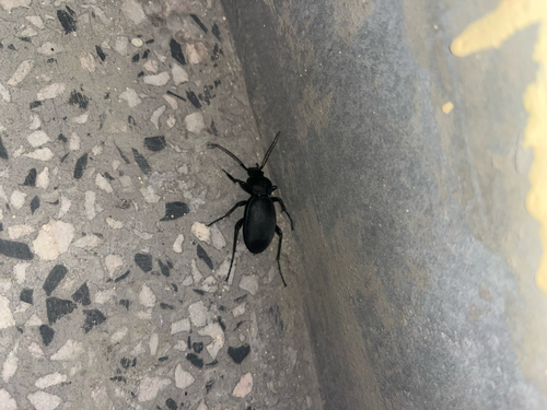 Leather Beetle