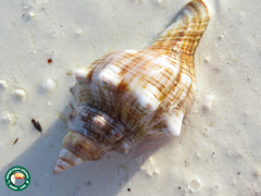 Pleuroploca trapezium