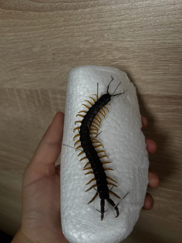 Mediterranean Banded Centipede