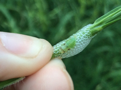 Lepyronia quadrangularis