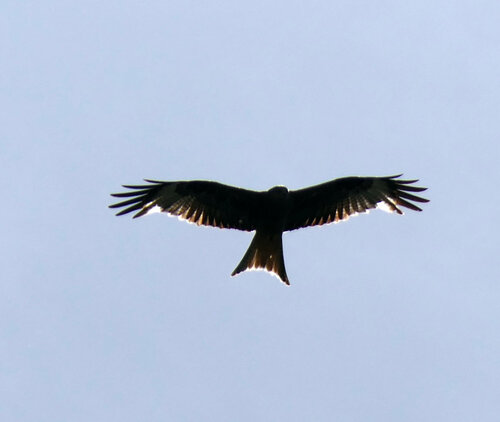 Red Kite