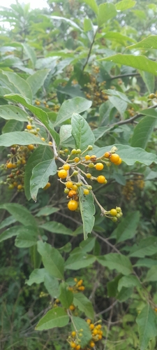 Solanum argentinum, photograph 4