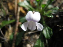 Viola sieberiana