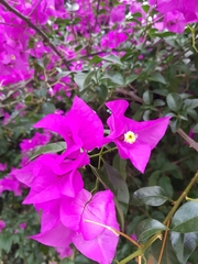 Bougainvillea
