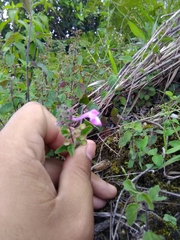 Scutellaria seleriana