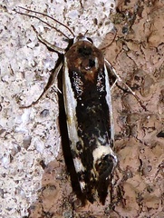 Tarache augustipennis