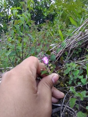 Scutellaria seleriana