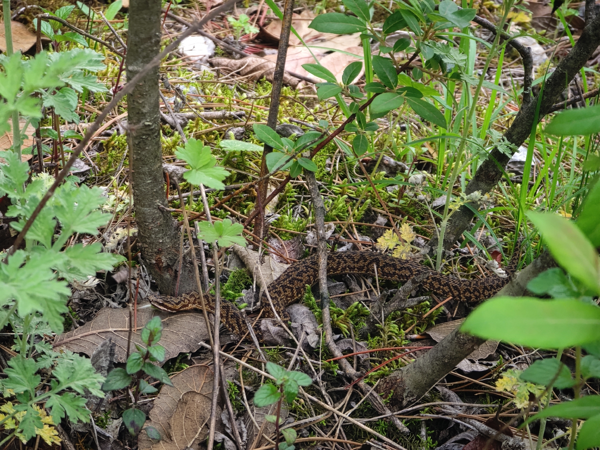 Likiang Pitviper photo 2
