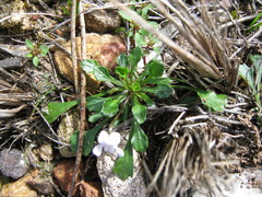 Viola sieberiana