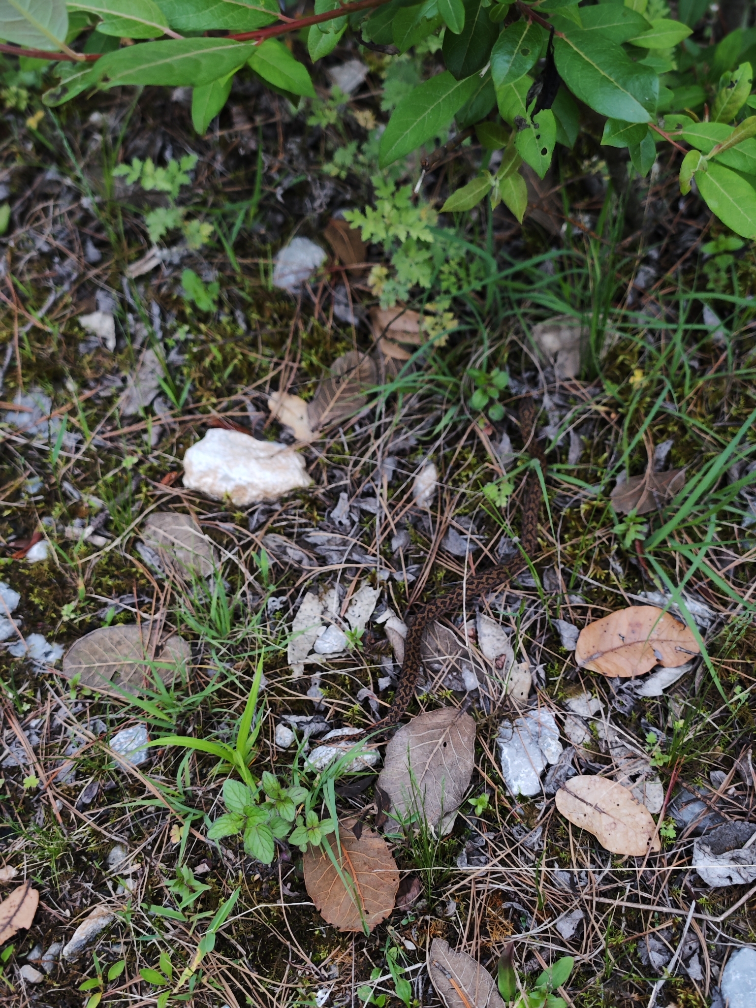 Likiang Pitviper photo 3
