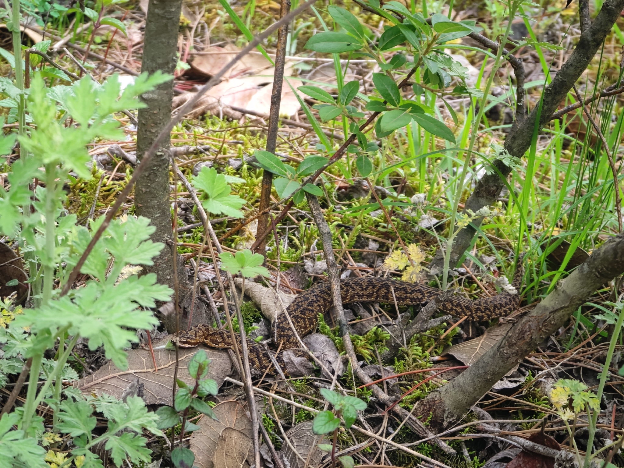 Likiang Pitviper photo 4