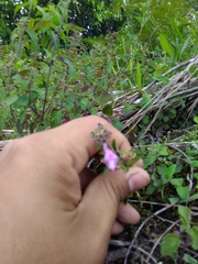 Scutellaria seleriana