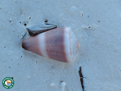 Conus lividus