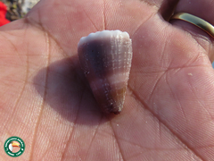 Conus lividus