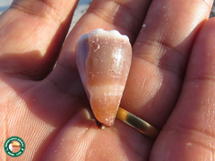 Conus lividus