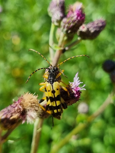 Spotted Longhorn Beetle